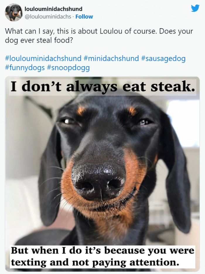 18. In other words, it's all the hoomans' fault! Don't blame it on the doggo.