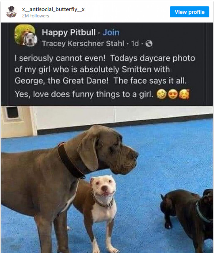 12. Love does many funny things to a girl, and this dog is totally smitten