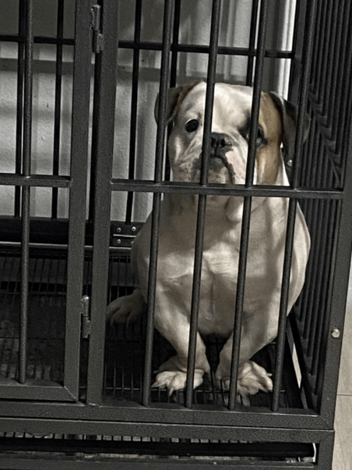 11. "Before and after… long story short, I saw her and found out she was in the kennel all the time, and I wanted to give her a life outside of it. The best decision I’ve ever made. She helped me through so much, and I owe her everything and more. ??"