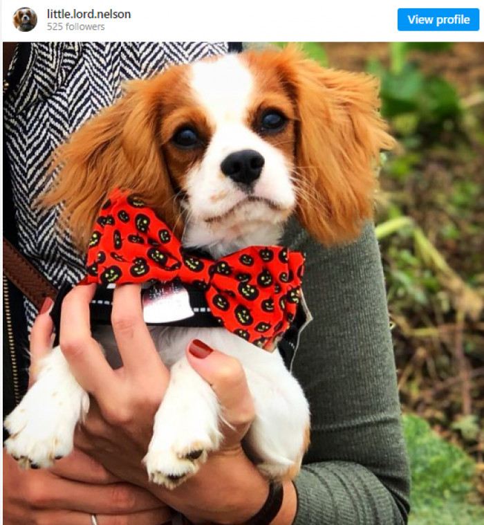 17. The Little Lord.