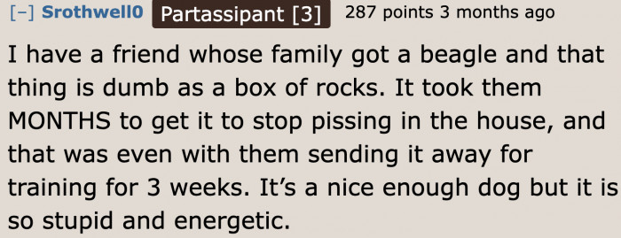 What to Expect When You Have a Beagle