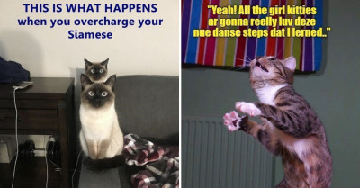 20 Cat Memes Clearly Created By Cat Owners