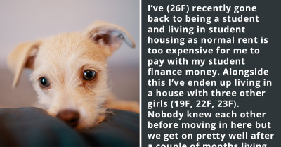 Girl Wants To Report Roommate's Dog Because Of Neglect And Because Dogs Aren't Allowed In Their Building