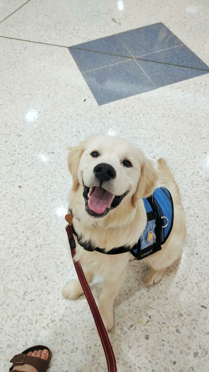 22. A happy service dog looking forward to his job