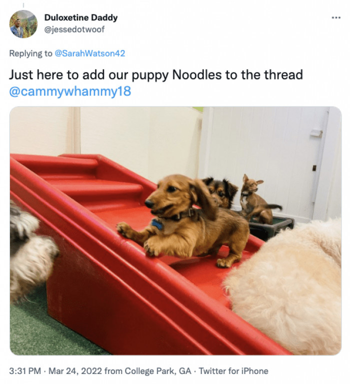 21. Little pup having a field day