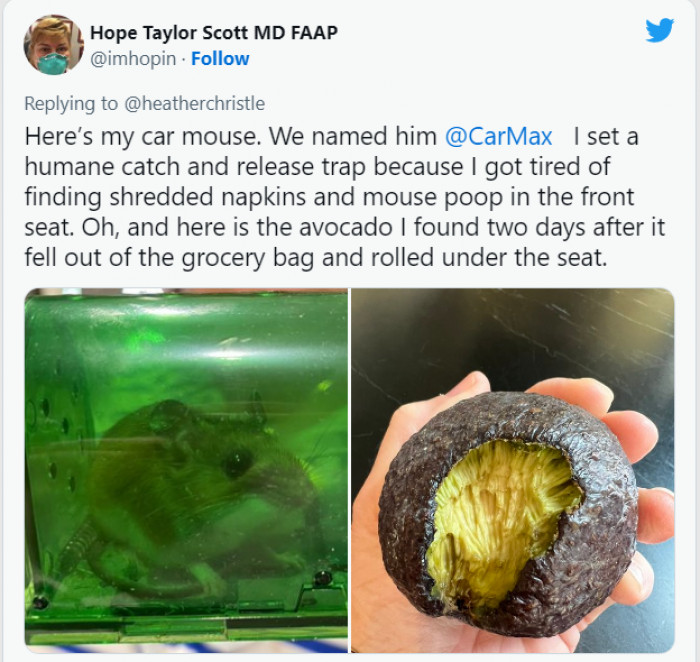 CarMax loves his avocados.