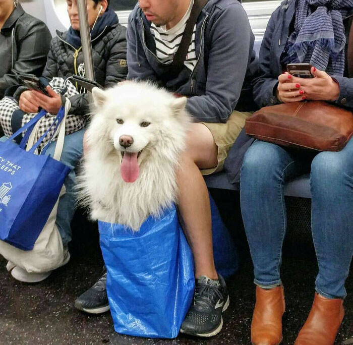 So The NYC Subway Has Banned Dogs Unless They 'Fit In A Bag.' New Yorkers Got Creative