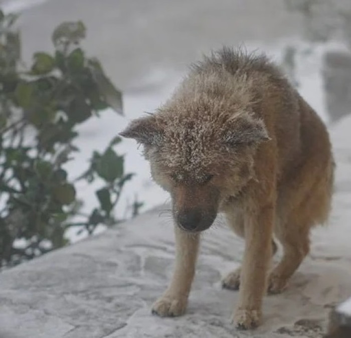 People on the internet who were fearing for the dog's life were finally relieved.