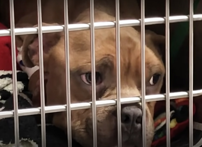 Two months later, Bowie was ready to go to his new foster home