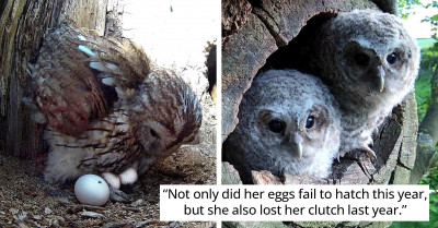 Mom Owl Elated to Find Baby Owlets in Her Nest After Her Eggs Never Hatched