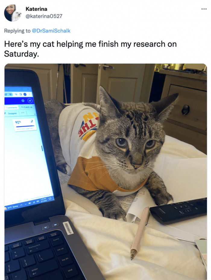 5. This kitty decided to help out with some research