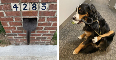 55 Animals Caught In Awkward Situations After Pushing Their Luck