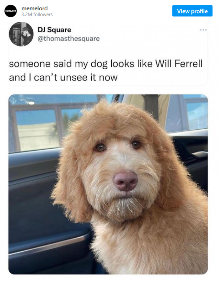 19. An actor? No, it's a doggo!
