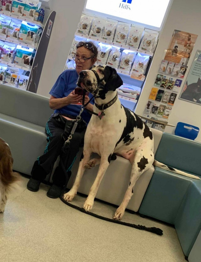 10. "Saw a Gentle Giant at the Vets! She Was a Darling and Sat Down with Her Owner While They Waited."
