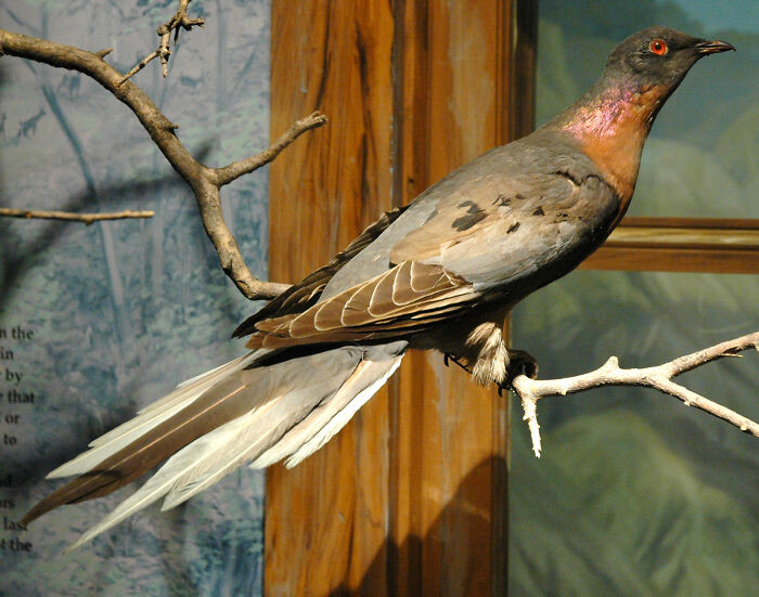 Passenger Pigeon - Extinct 1914