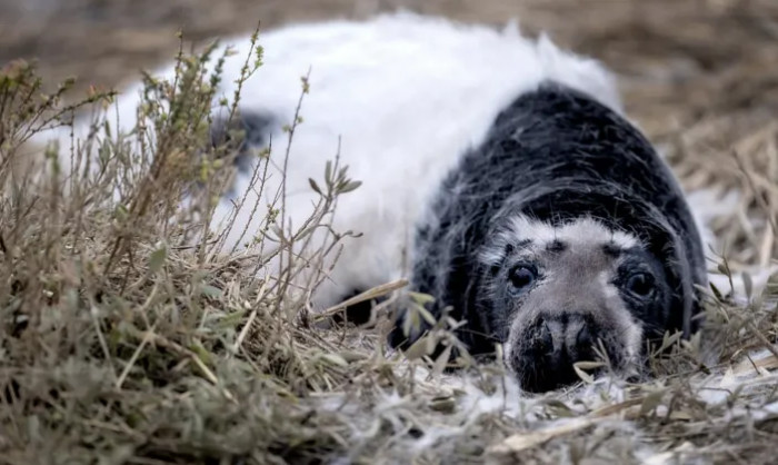 Every grey seals have a white coat when born, they change their fur as the get older