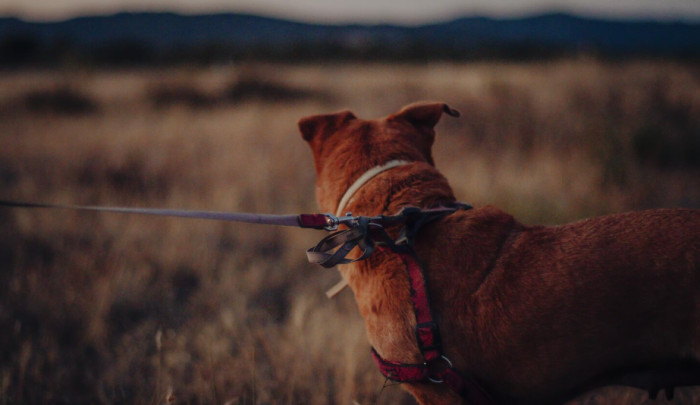 Best Western Dog Names