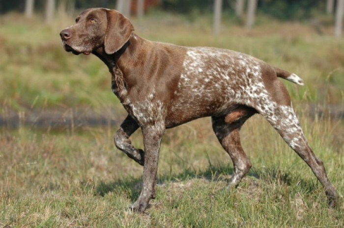 11. German Shorthair Pointer