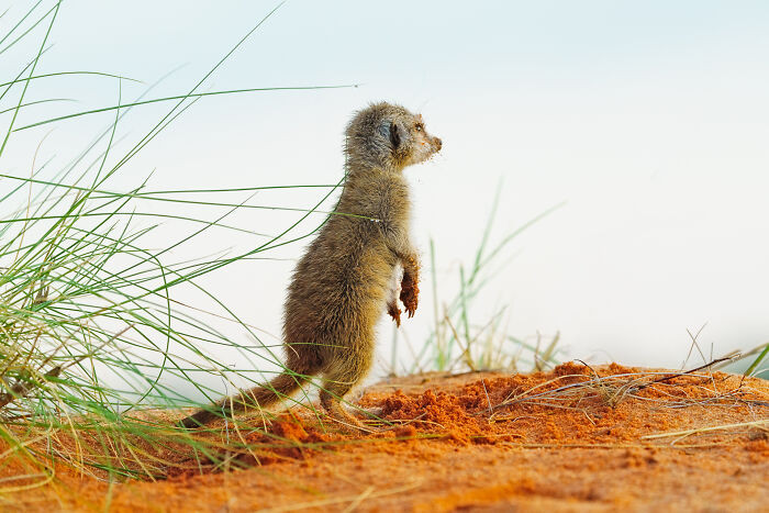 "Dreamy Meerkat, Or The Dune View"