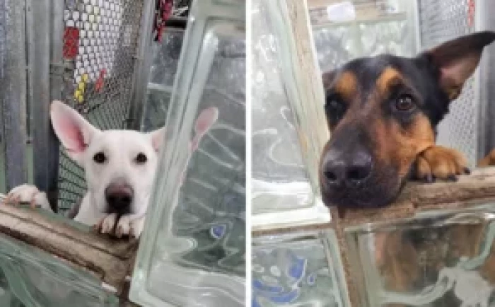 Sophia's affection clearly charmed Duke