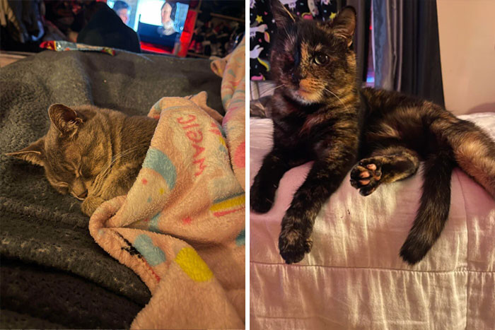 36. "My wife and I officially adopted these two today. After taking care of them for the better part of 3 years, our landlord decided to give them to us. Our hearts are filled with joy knowing we will never have to separate again!"