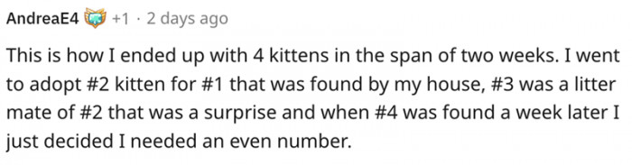 8. A short story of how I got four kittens within two weeks