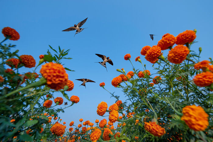 Birds In Flight, Silver Award: Through The Marigolds By Baiju Patil, India