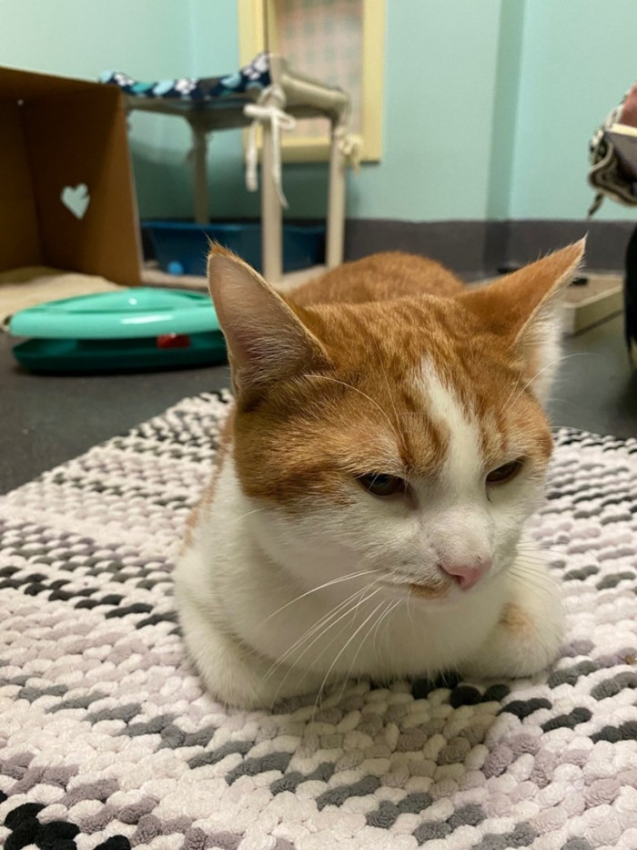 His caretakers even cut some heart-shaped holes into the sides