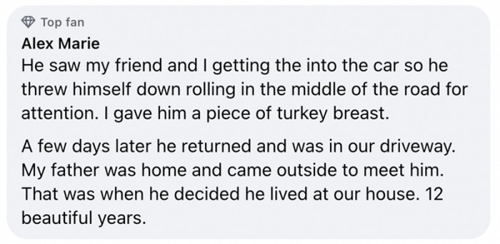 12. Years of feline pawsomeness