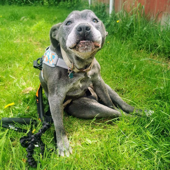 33. "Geriatric rescue hippo Blue having a little rest after a very short wobble using his butt harness (we know it as the Brazilian)."