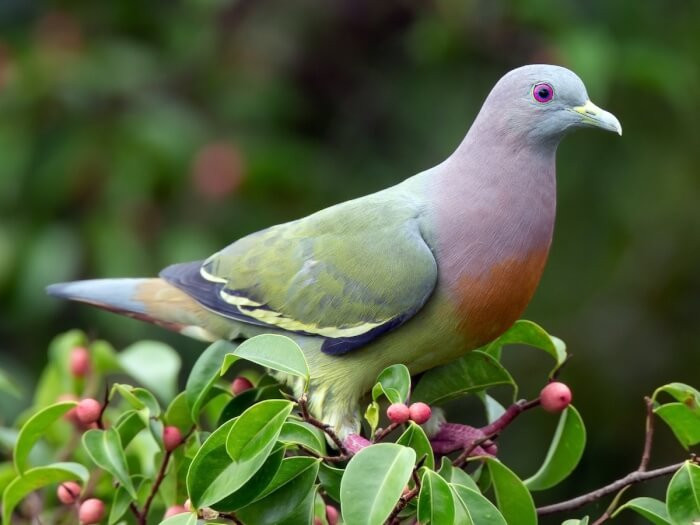 6. Next is the Pink-Necked Green Pigeon breed