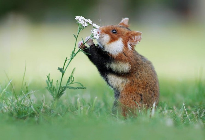 9. Here's another flower I can sniff