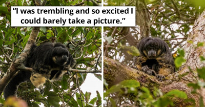 Amazon Monkey Thought To Be Extinct Shows Its Face As It's Caught On Camera