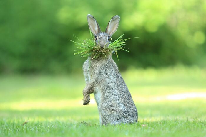 Eh What's Up Doc? By Olivier Colle