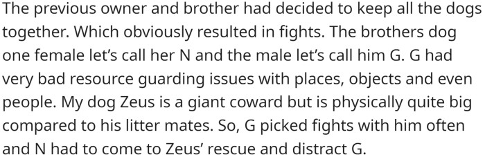 His brother already had two dogs from the same litter and his own dog, and they were constantly fighting, as Akitas are prone to same-sex aggression