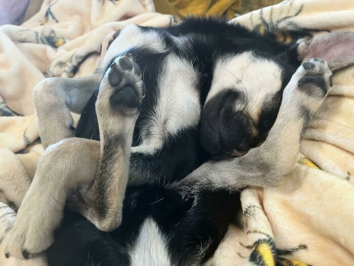 15. All I see is just a tangle of limbs and no dog