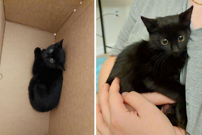 35. "We Have A New Adoptee Joining Our Family. Reddit, Meet Olive!"