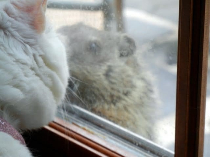 6. Bella the cat vs. a certain groundhog in the neighborhood