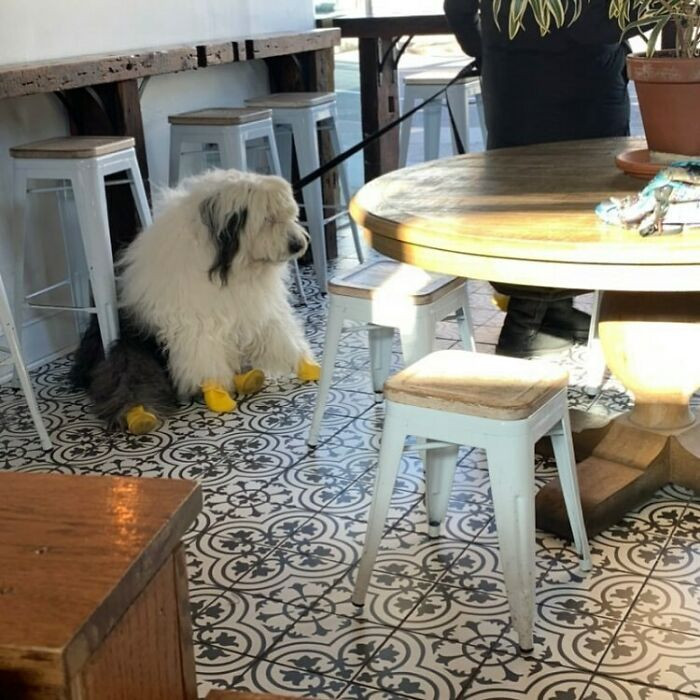 17. Oh my poor little pooch, what's wrong?