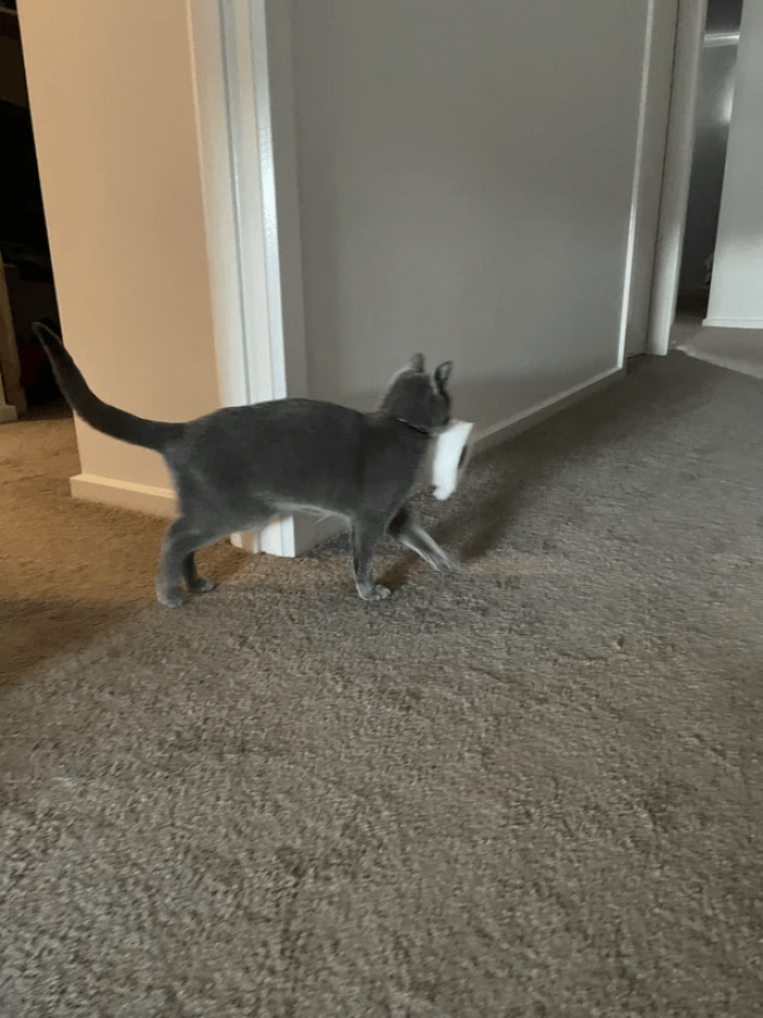 13. "What can I do to stop this? It’s cute as hell, but very inconvenient"