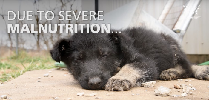 He was in a horrible state when the Humane Society intervened