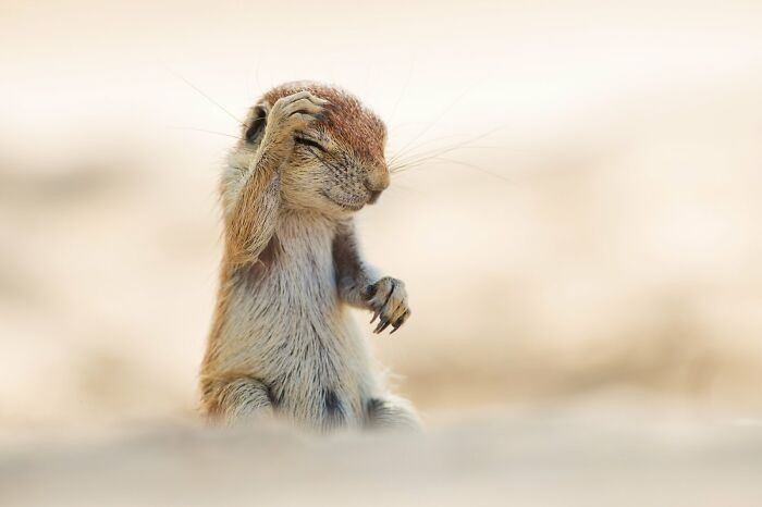 Cape Ground Squirrel Captured By Yuzuru Masuda