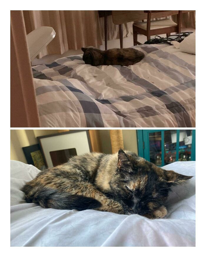 15. Abandoned cat next door