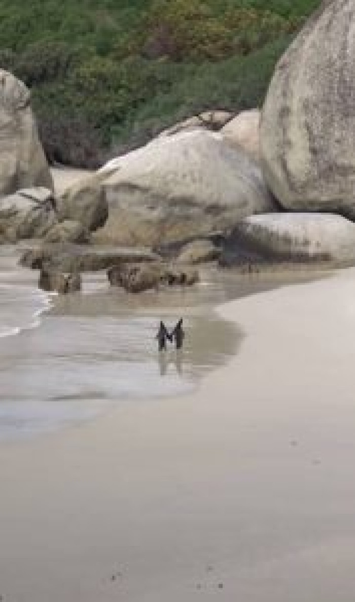 The cute penguins were recorded by Norma Landeros-Ramirez while she was with her husband on their honeymoon