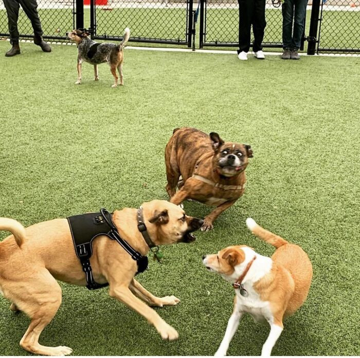 "Greta (In The Background) Was A Sweet Girl But This Was Apparently A Good Play Face"