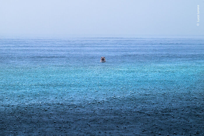 “Seal Serenity” By Luca Lorenz