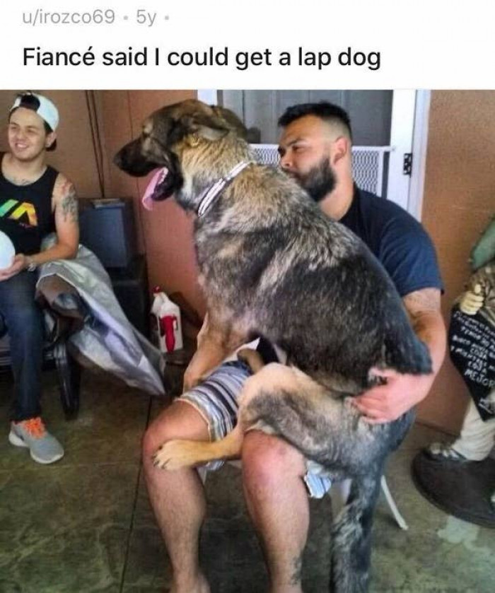 14. This canine who stated, "You want a lapdog, huh? I'll provide you with a lapdog."