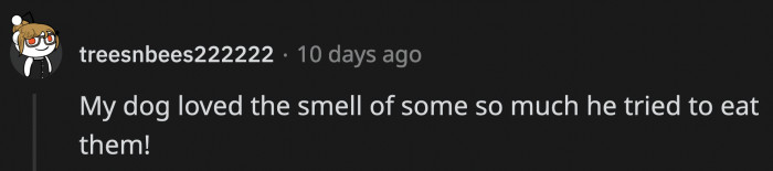 Dogs do this too, so be wary that the thing they are sniffing isn't toxic for them in case they get too excited and decide to eat it
