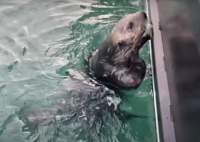 The adorable sea otter made a dramatic escape from an orca that it seems was eager to eat him for dinner.