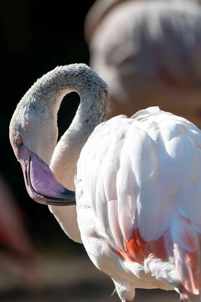 Traits Birds Inherited From Theropods